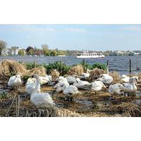 1205_7951 Alsterschwäne im Frühling an der Aussenalster - Alsterdampfer im Hintergrund. | 